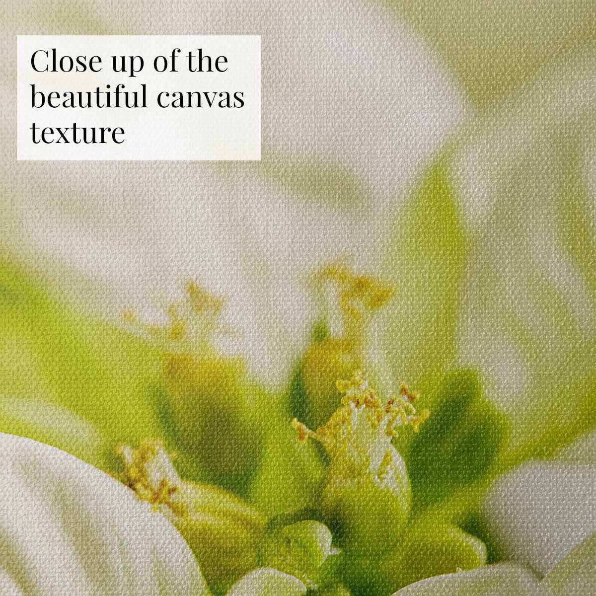 Christmas poinsettia wall art print with softly blurred bracts and visible canvas texture in a close-up detail