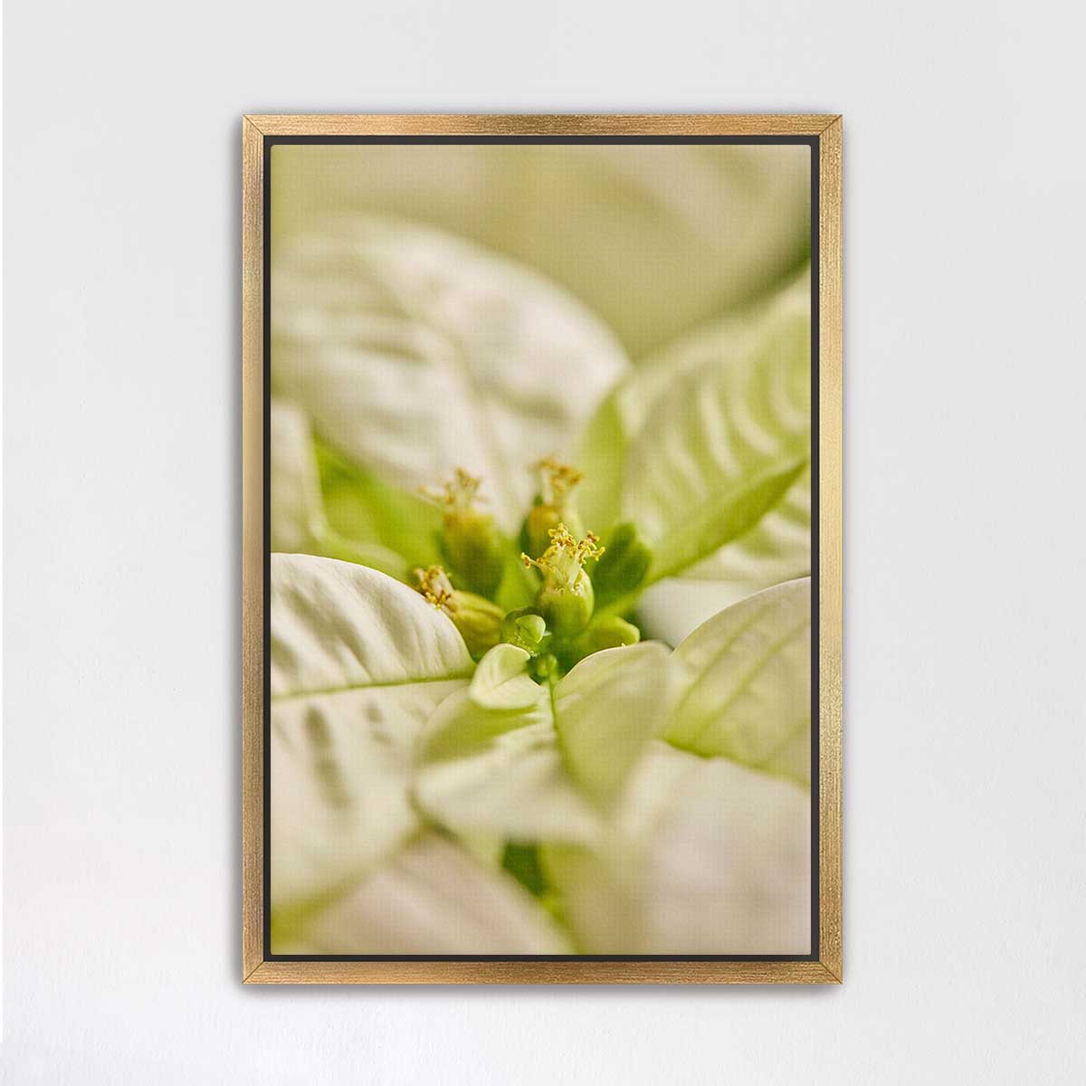 White Christmas poinsettia wall art print with softly blurred bracts in a gold frame and central green detail.
