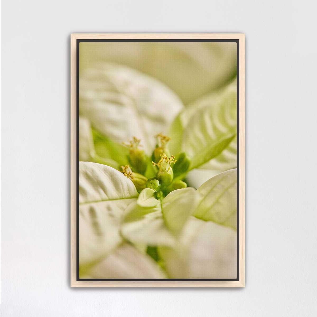 White Christmas poinsettia wall art print with softly blurred bracts in a vertical 2:3 maple frame