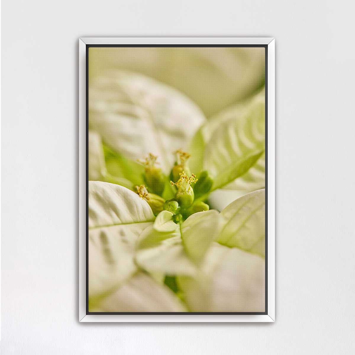 White Christmas poinsettia wall art print with softly blurred bracts in a vertical 2:3 composition and framed presentation.