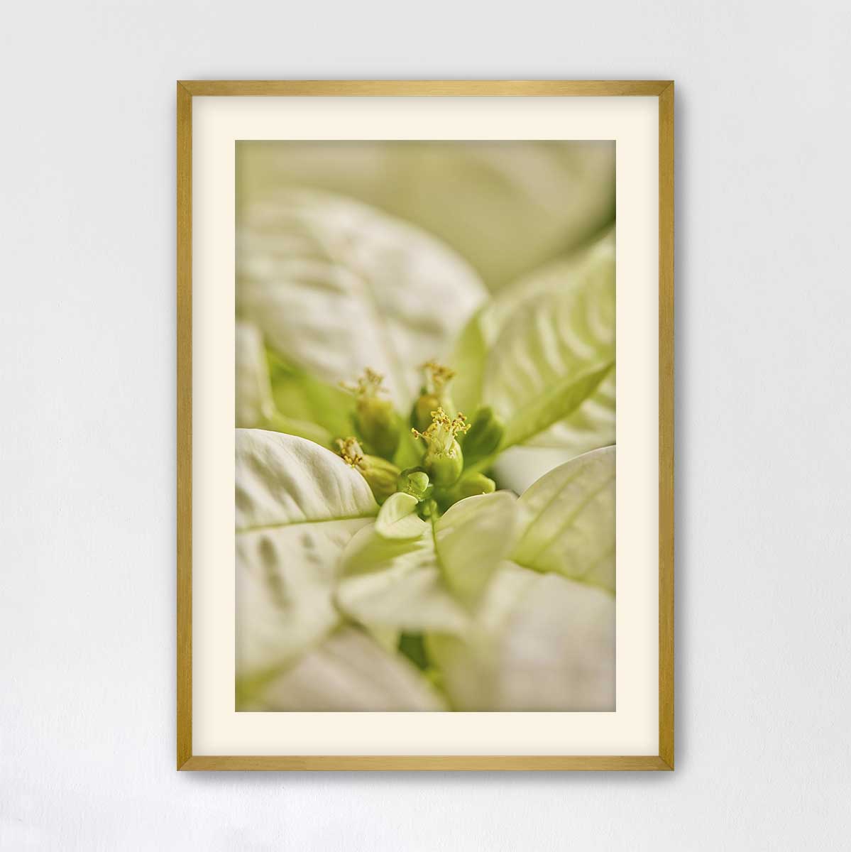 White Christmas poinsettia wall art print featuring softly blurred bracts in a gold frame for a vertical floral display.