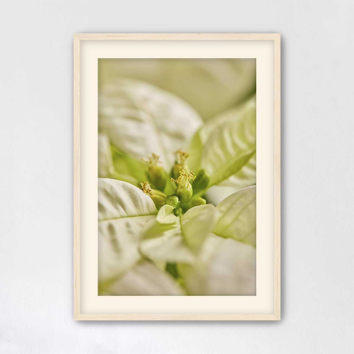 White Christmas poinsettia wall art print with softly blurred bracts in a light maple frame, shown vertically