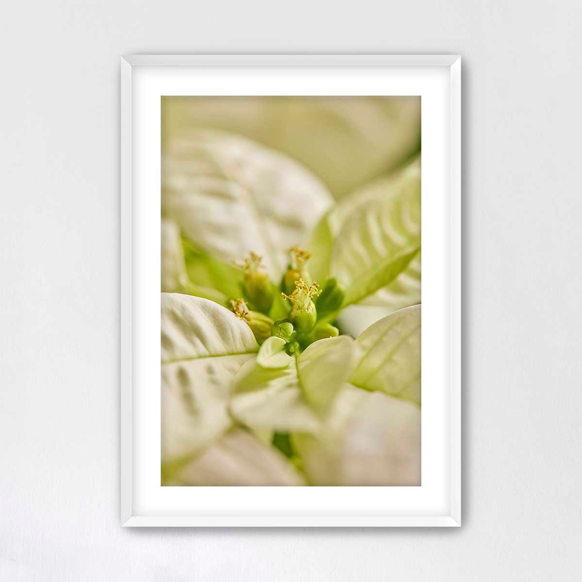 White Christmas poinsettia wall art print in a white frame with softly blurred bracts and a vertical 2:3 format.