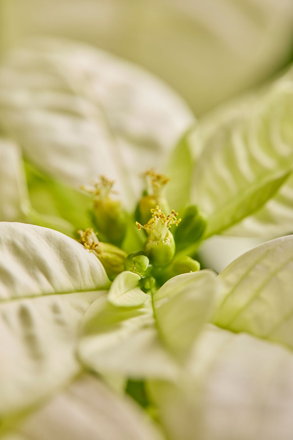 Christmas poinsettia wall art print in white and green with softly blurred bracts and delicate floral detail