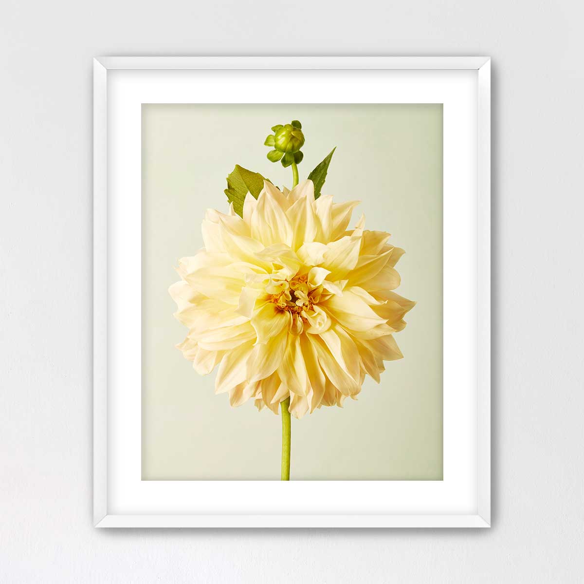 A framed photograph of a large, yellow dahlia flower with a green stem and bud.