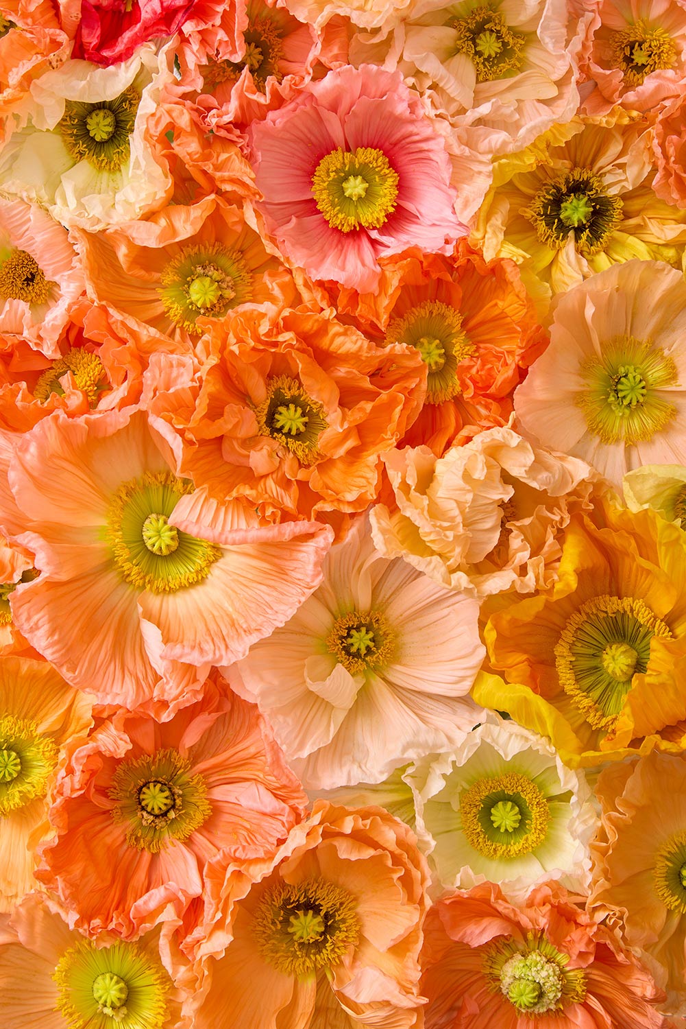 Poppy Bed - Petals of Light displays Italian pastel poppies in orange, yellow, pink, and peach with vibrant green centers. The crinkled and layered petals form a lush, textured floral background ideal for fine art paper prints.