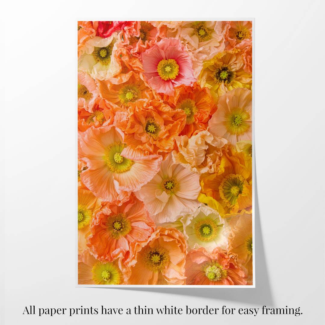 The Petals of Light poster showcases a vibrant floral design with orange, yellow, and pink poppies akin to Italian pastel poppies. Printed on fine art paper for a luxurious touch, the densely arranged flowers create an eye-catching pattern, and a thin white border allows for easy framing.