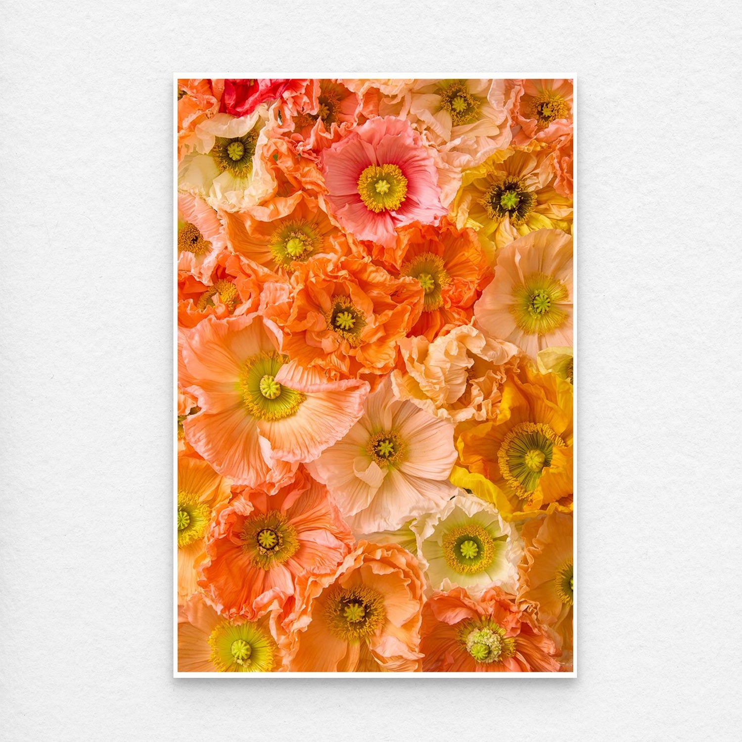 Petals of Light canvas wall art showcases a vibrant, densely packed floral arrangement with orange, pink, and yellow Italian pastel poppies featuring ruffled petals and prominent green centers on a light background.