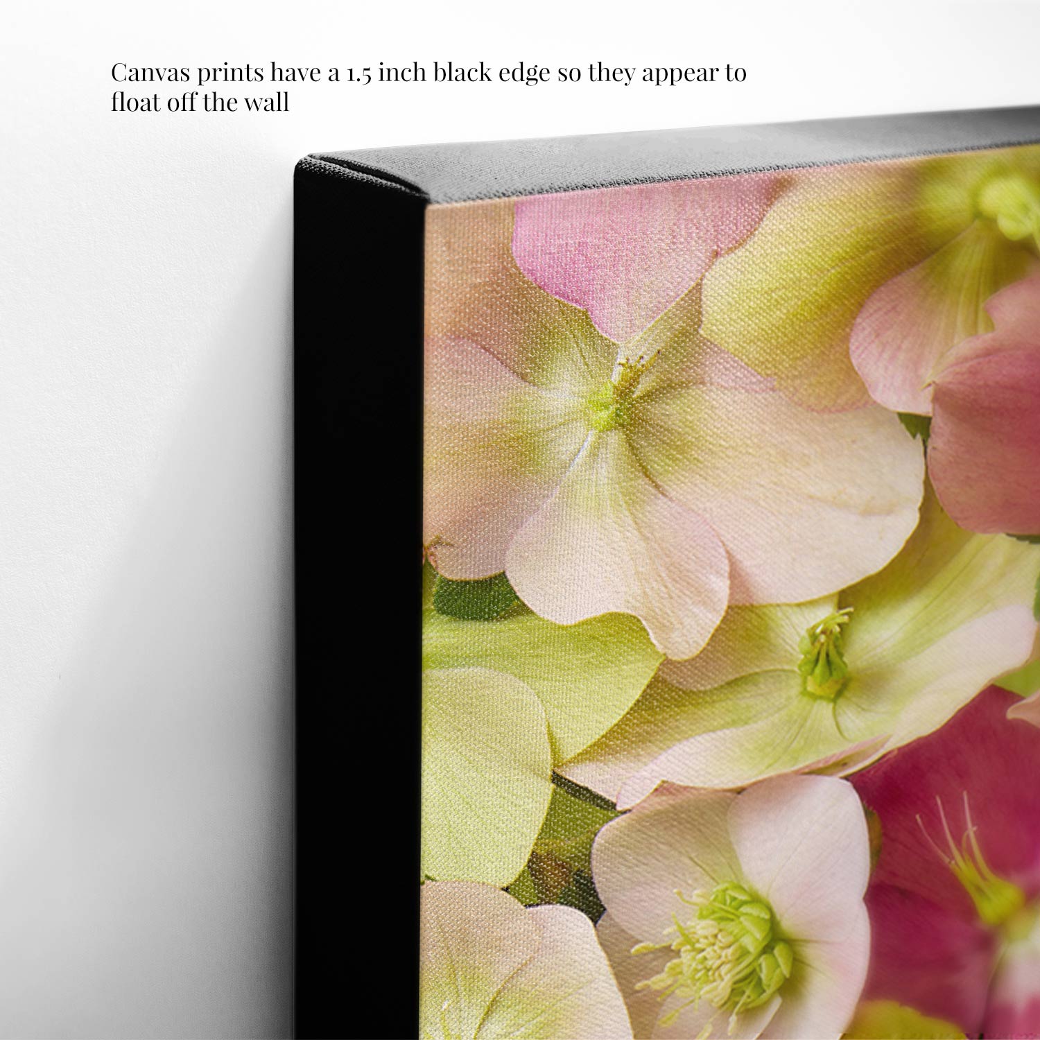 Close-up of Hellebore Bed - Winter Roses canvas wall art with a 1.5-inch black edge, showcasing soft pink and white hellebores. The text explains how this edge gives the illusion of the canvas floating off the wall.