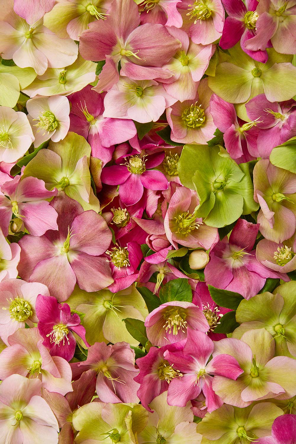 The Winter Roses fine art print showcases a vibrant, dense arrangement of hellebores in pink, red, green, and white. The flowers feature yellow-green centers and overlapping petals for a colorful and textured floral pattern thats ideal for canvas wall art.