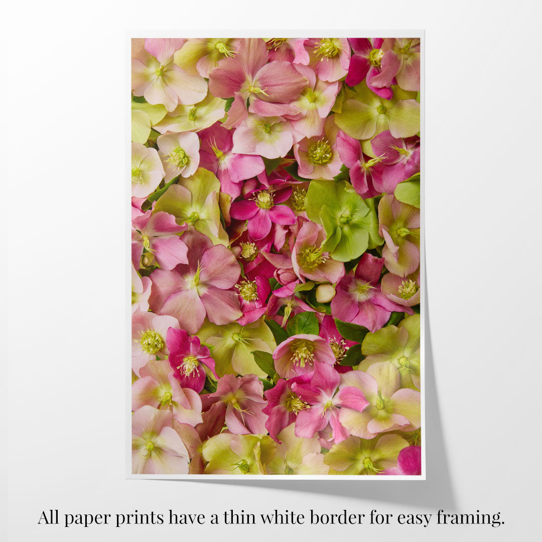 The Winter Roses fine art print features vibrant pink and green flowers with a thin white border on a light background. Text below notes: All paper prints have a thin white border for easy framing.