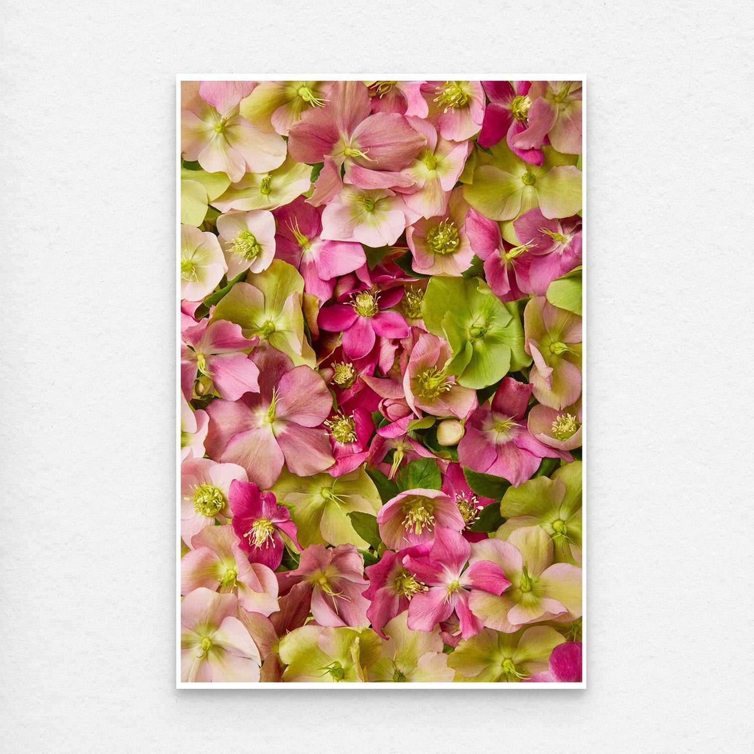 A vibrant assortment of pink and green flowers from Winter Roses densely packed to create a colorful, textured pattern reminiscent of hellebore art against a subtle white background.