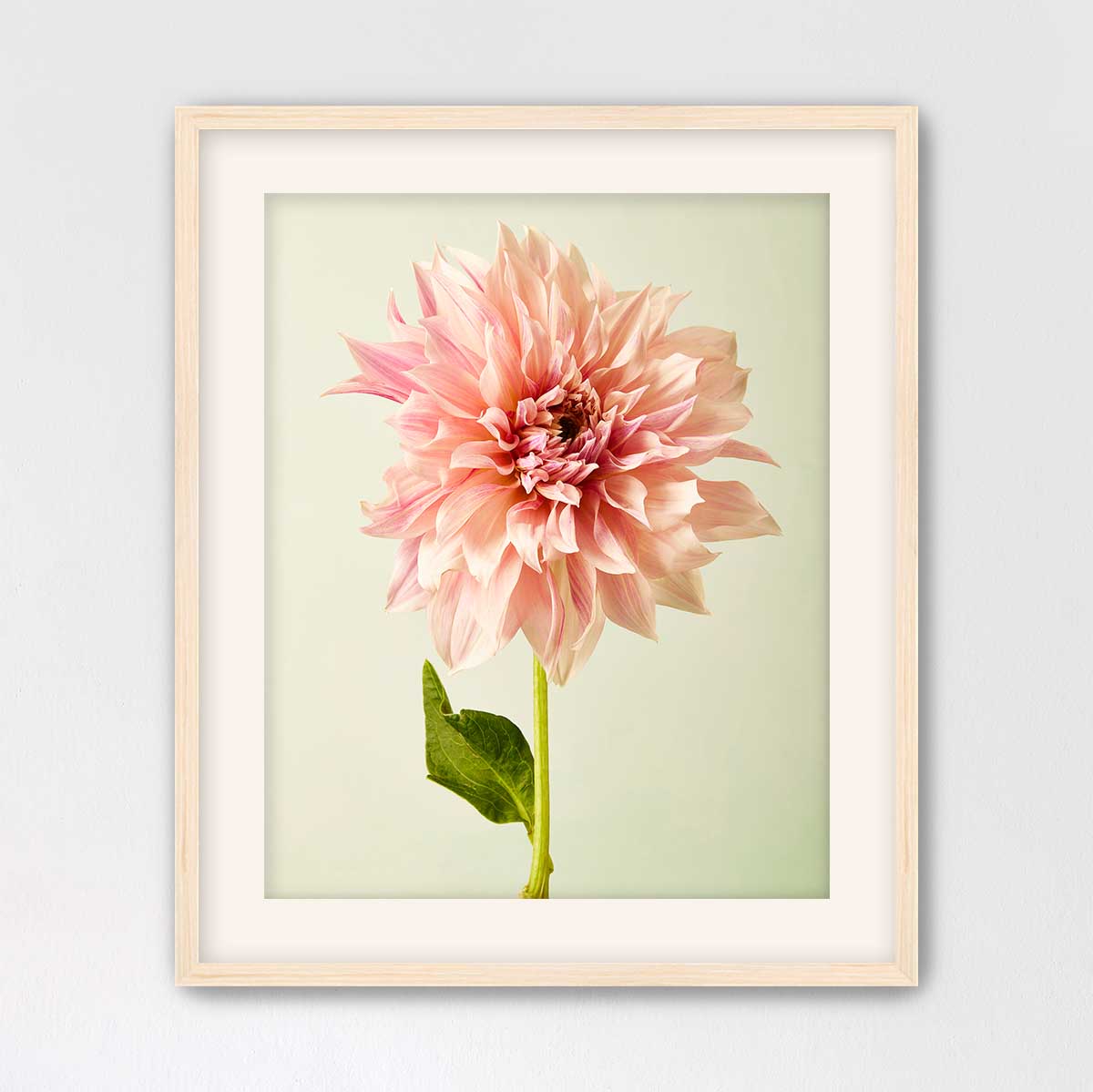 A framed photograph of a single, vibrant pink dahlia flower against a pale green background.