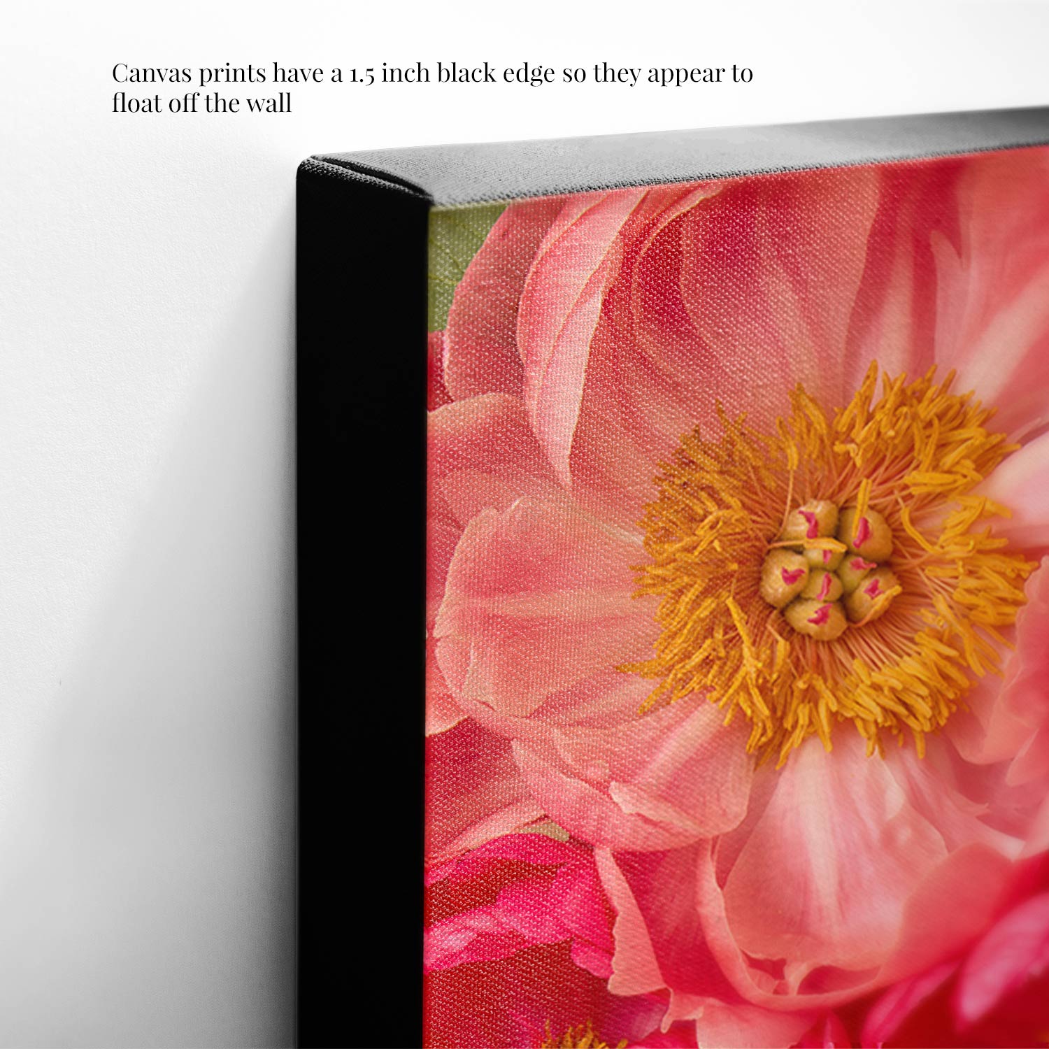 The Radiant Dreams canvas wall art features vibrant pink peonies with yellow centers. A 1.5-inch black edge creates a floating effect, enhancing its presence as a fine art print on the wall.