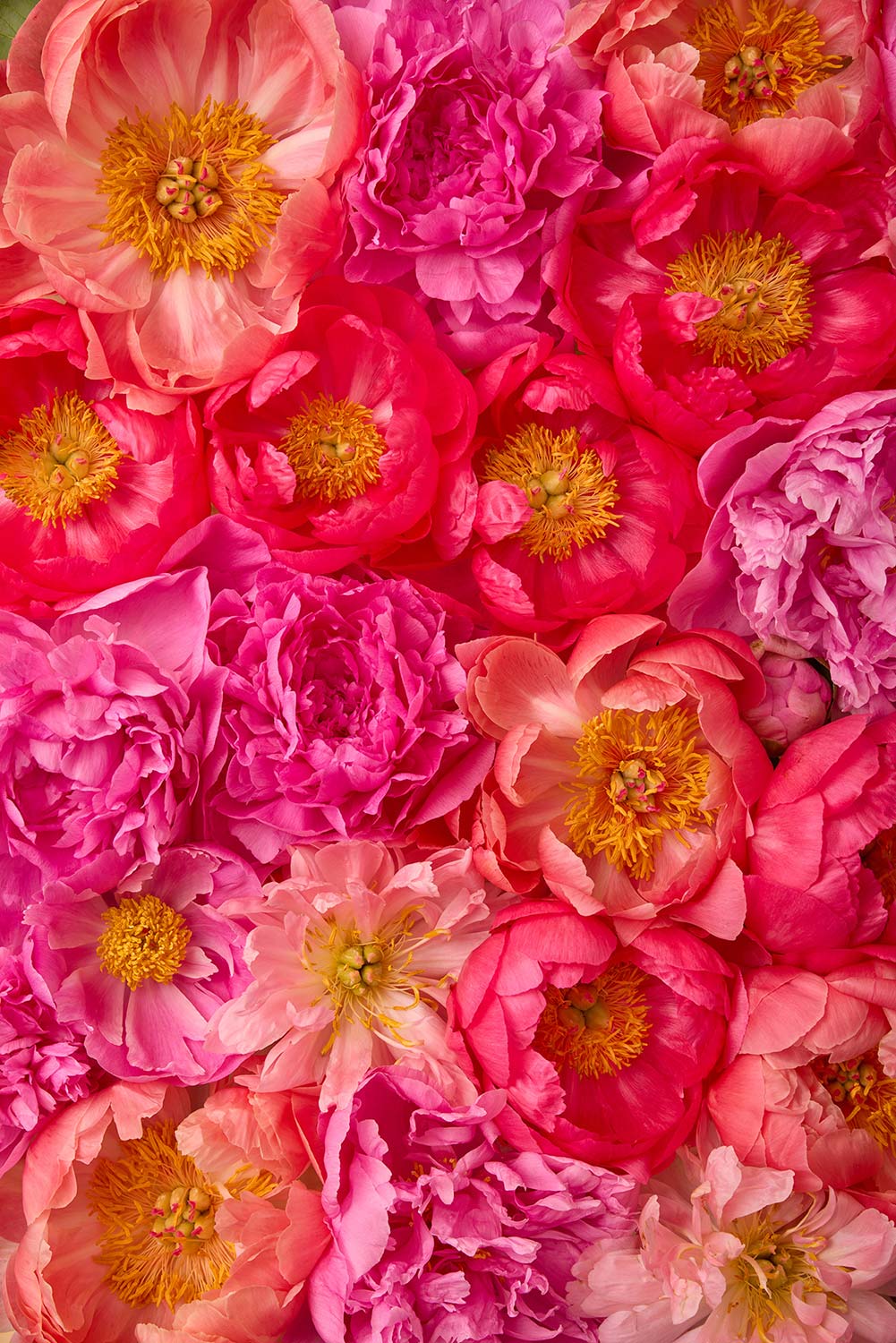 Peony Bed - Radiant Dreams is a vibrant arrangement of pink and reddish-orange peonies, featuring lush petals with bright yellow centers. This perfect depiction of peony beauty is ideal for canvas wall art to add life and elegance to any space.