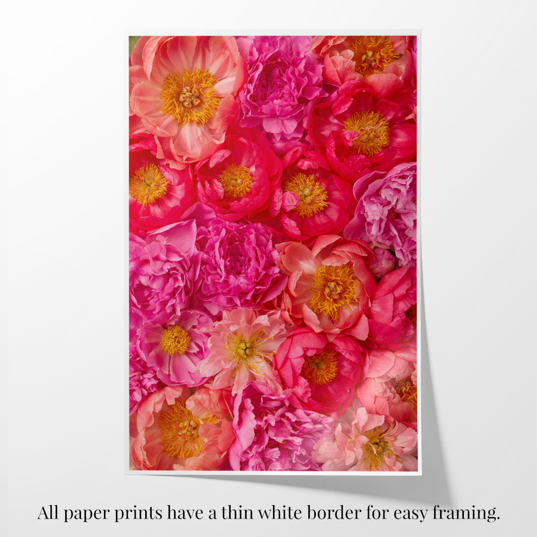 Radiant Dreams: A fine art print depicting vibrant pink and red peonies, some with yellow centers, set against a white background. This captivating image features a thin white border for easy framing.