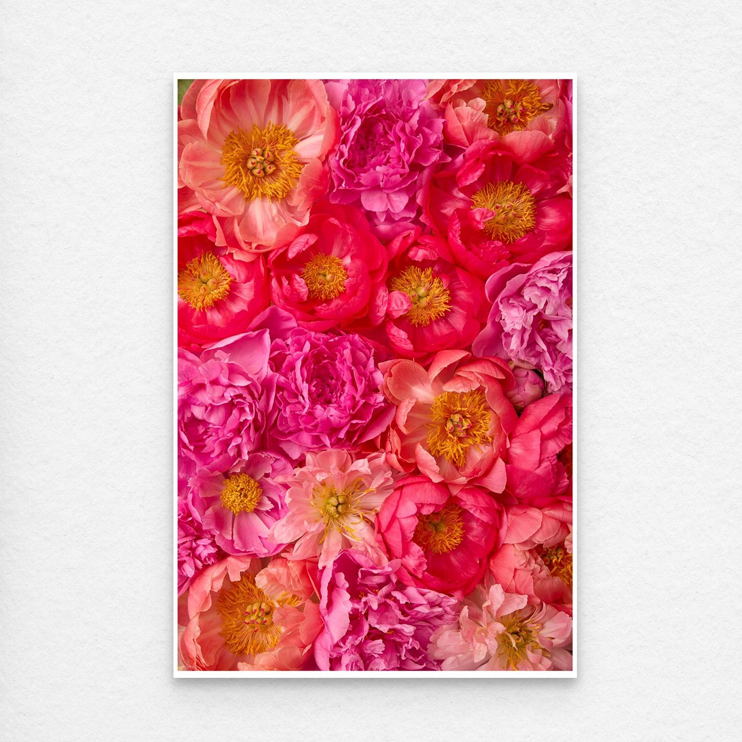 A vibrant display of pink and orange peonies and roses named Peony Bed - Radiant Dreams. Their lush petals and vivid yellow centers pop against a white backdrop, perfect for a fine art paper print.