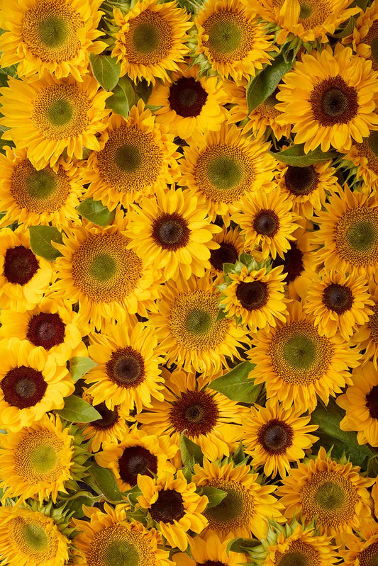 Sunflower Bed - Eternal Summer captures vibrant sunflowers in full bloom, showcasing large and small blossoms. Bright yellow petals contrast with dark centers, while green leaves enhance the lively pattern—ideal for canvas wall art enthusiasts.