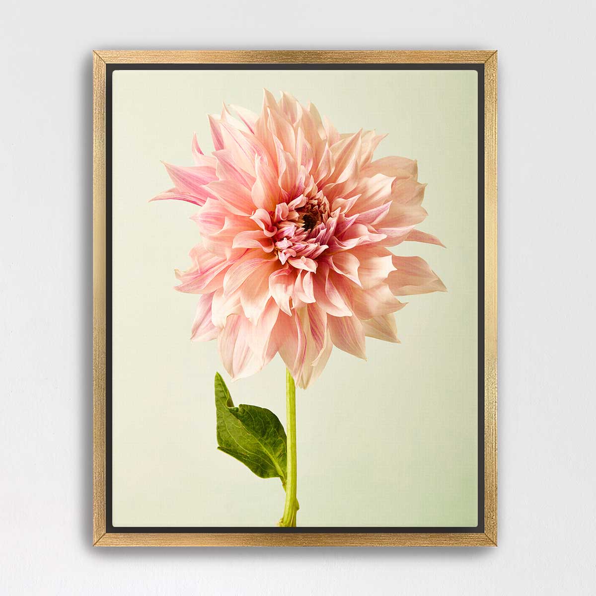 A framed photograph of a large, pink dahlia flower with a green stem and leaf.