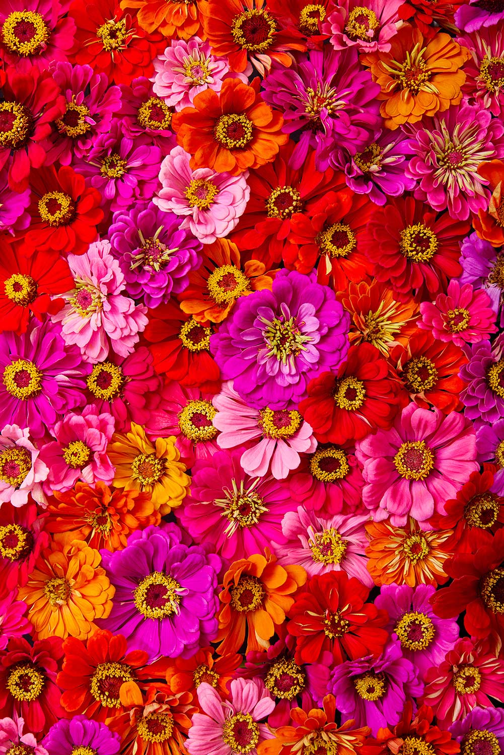 A vibrant collection of Zinnias Electric Radiance in pink, red, orange, and yellow fills the image. Densely packed like a lively tapestry, this scene is ideal for canvas wall art to bring brightness to any space.