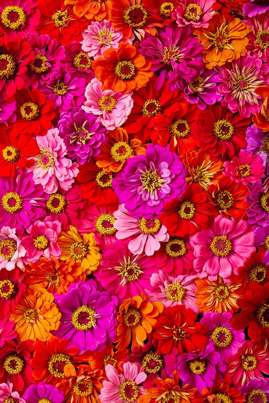 The Zinnia Bed - Electric Radiance is a vibrant fine art print or canvas featuring pink, red, orange, and purple zinnias. Overlapping petals and varied shades form a visually striking and lush floral display, filling the frame with rich color and texture.