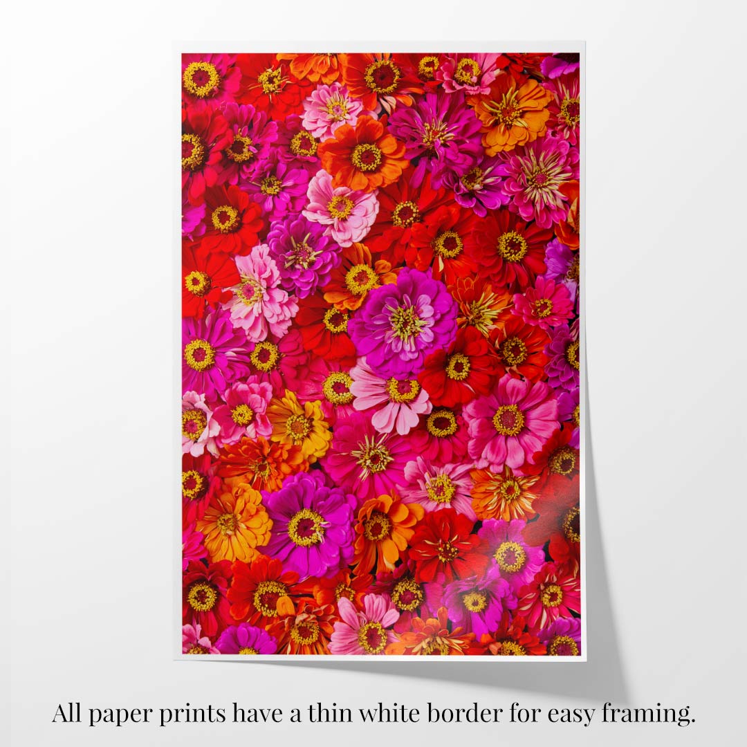 The Zinnias Electric Radiance print showcases a vivid mix of red, pink, orange, and yellow flowers with green leaves on fine art paper. It features a thin white border against a light background and includes the note: All paper prints have a thin white border for easy framing.