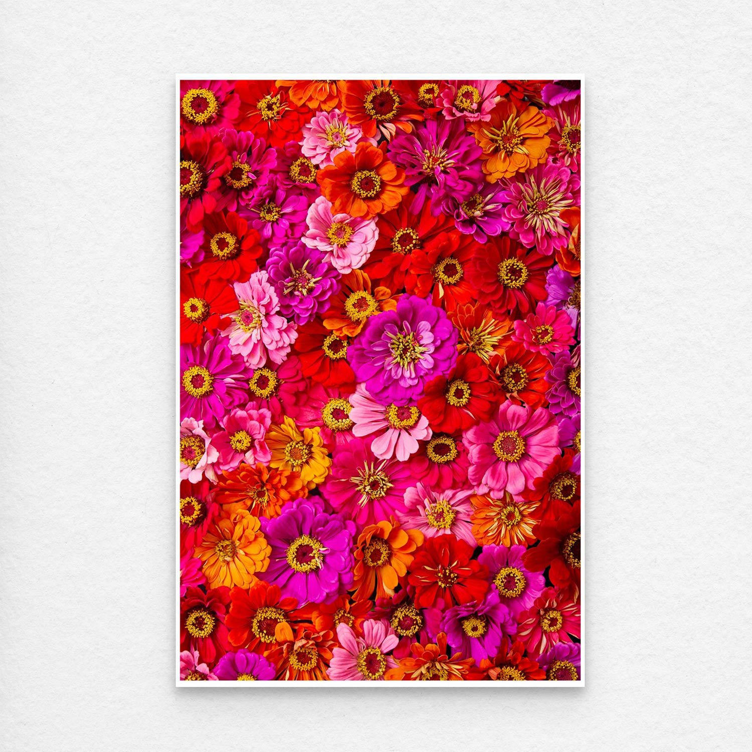 Zinnias Electric Radiance features a vibrant collage of colorful flowers in pink, red, orange, and purple hues, filling the frame with closely packed zinnias creating a lush tapestry against a simple white border.