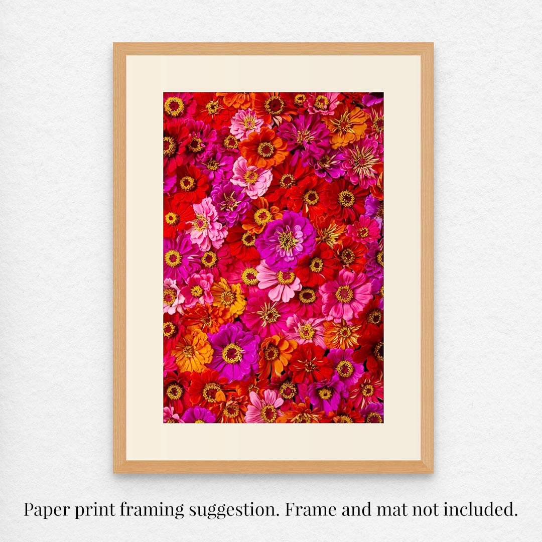 The Zinnias Electric Radiance print features a vibrant array of red, pink, orange, and yellow zinnias against a bright red background. A light wood frame complements these colors. Note: Paper print framing suggestion. Frame and mat not included. Ideal as canvas wall art or fine art paper print.