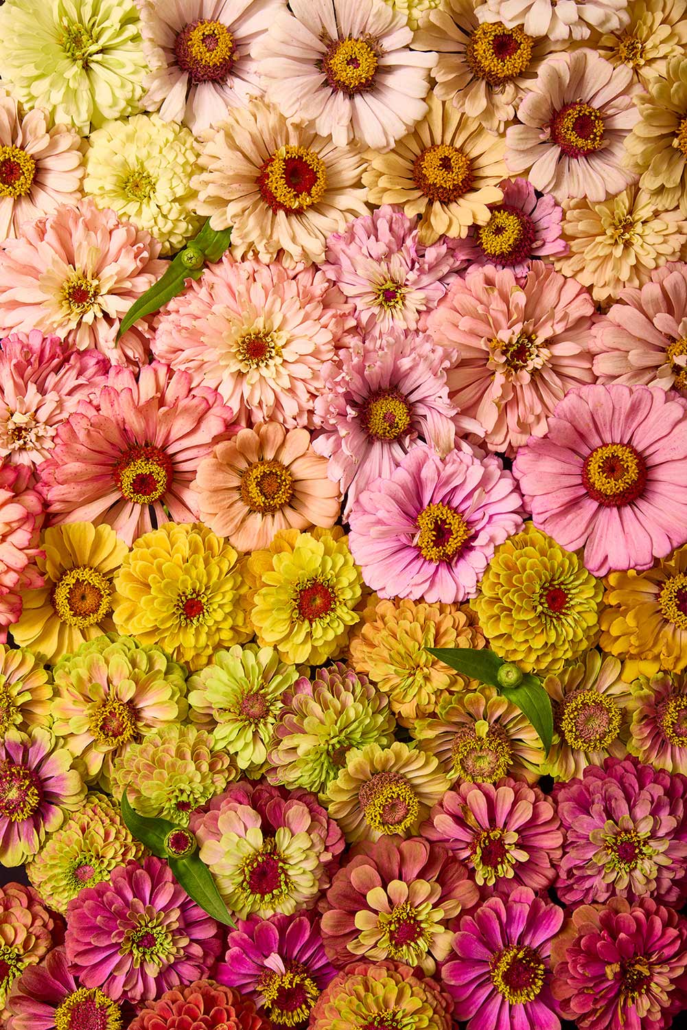 The Zinnia Bed - Dawn To Dusk features densely packed zinnias in pink, yellow, orange, and red. The varying sizes and blooms create a textured floral pattern with interspersed green leaves.