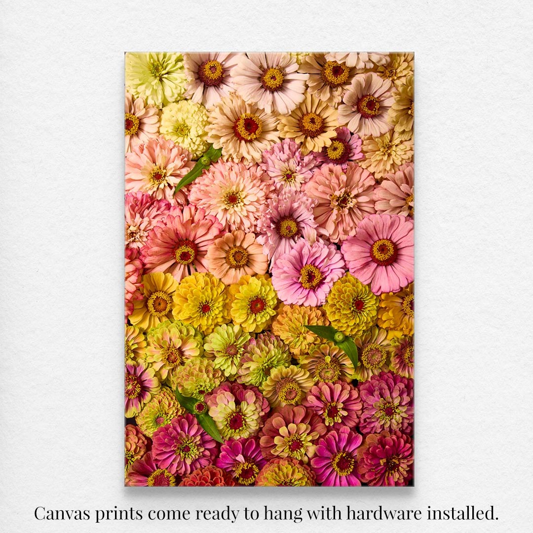 The Zinnias Dawn To Dusk rectangular canvas wall art features vibrant pink, yellow, and orange zinnias arranged in rows, standing out against a plain white background.