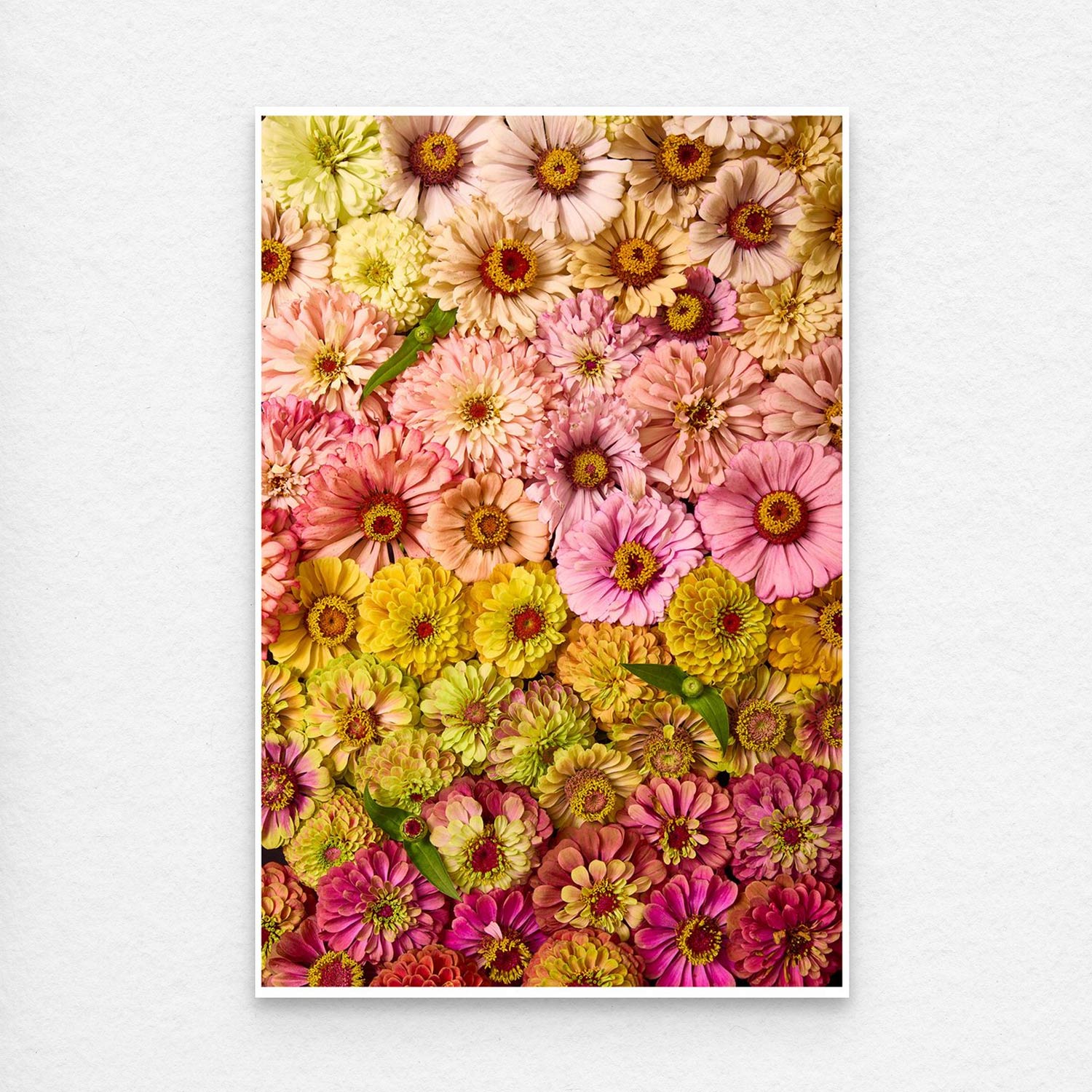 The Zinnias Dawn To Dusk canvas wall art showcases a vibrant gradient of pink, yellow, orange, and green zinnias. The densely packed flowers create a stunning multicolored display against a light background.