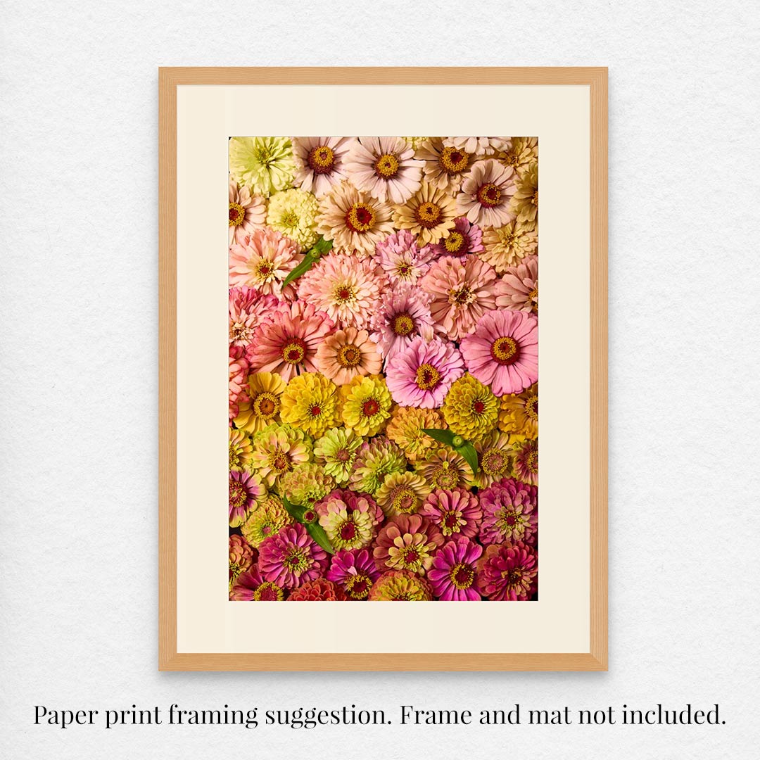 Framed print of vibrant Zinnias titled Zinnias Dawn To Dusk arranged in a gradient with pink, yellow, and green hues. Note: Paper print framing suggestion. Frame and mat not included.