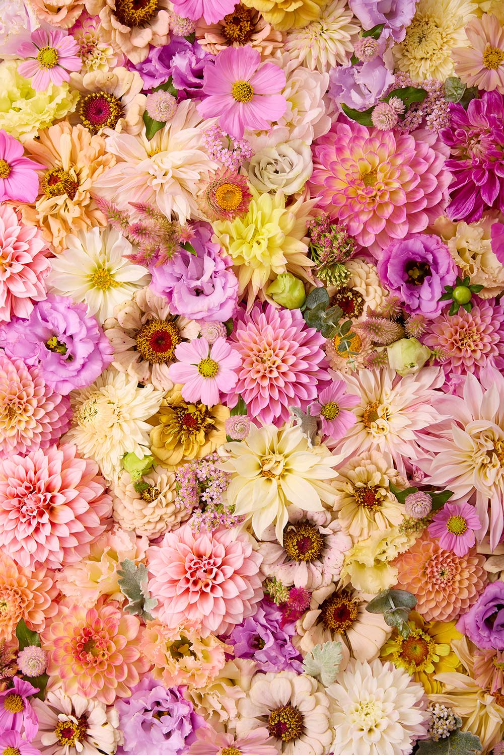 Christinas Wedding features a vibrant floral tapestry with pink, peach, yellow, and purple dahlias, lisianthus, cosmos, and zinnias, densely packed for a rich celebration of color filing the entire frame.