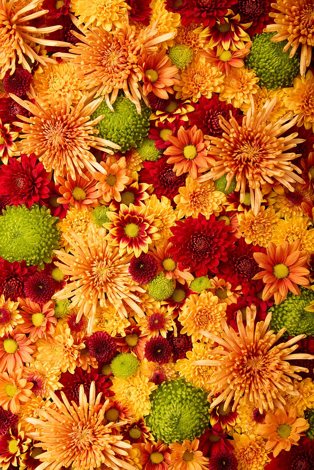 The Chrysanthemum Bed - Autumn's Embrace features a vibrant, colorful autumnal palette with orange, yellow, red and green chrysanthemums, creating a lively and textured display that fills the frame.