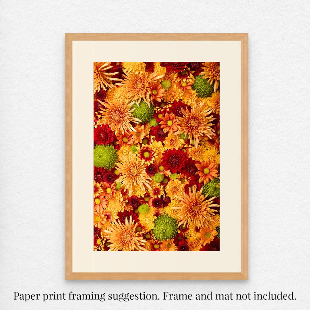 Chrysanthemum Bed - Autumn's Embrace as a framed paper print that features bright orange, yellow, and red chrysanthemums accented with green and filling the entire frame. A note reads: Paper print framing suggestion. Frame and mat not included.