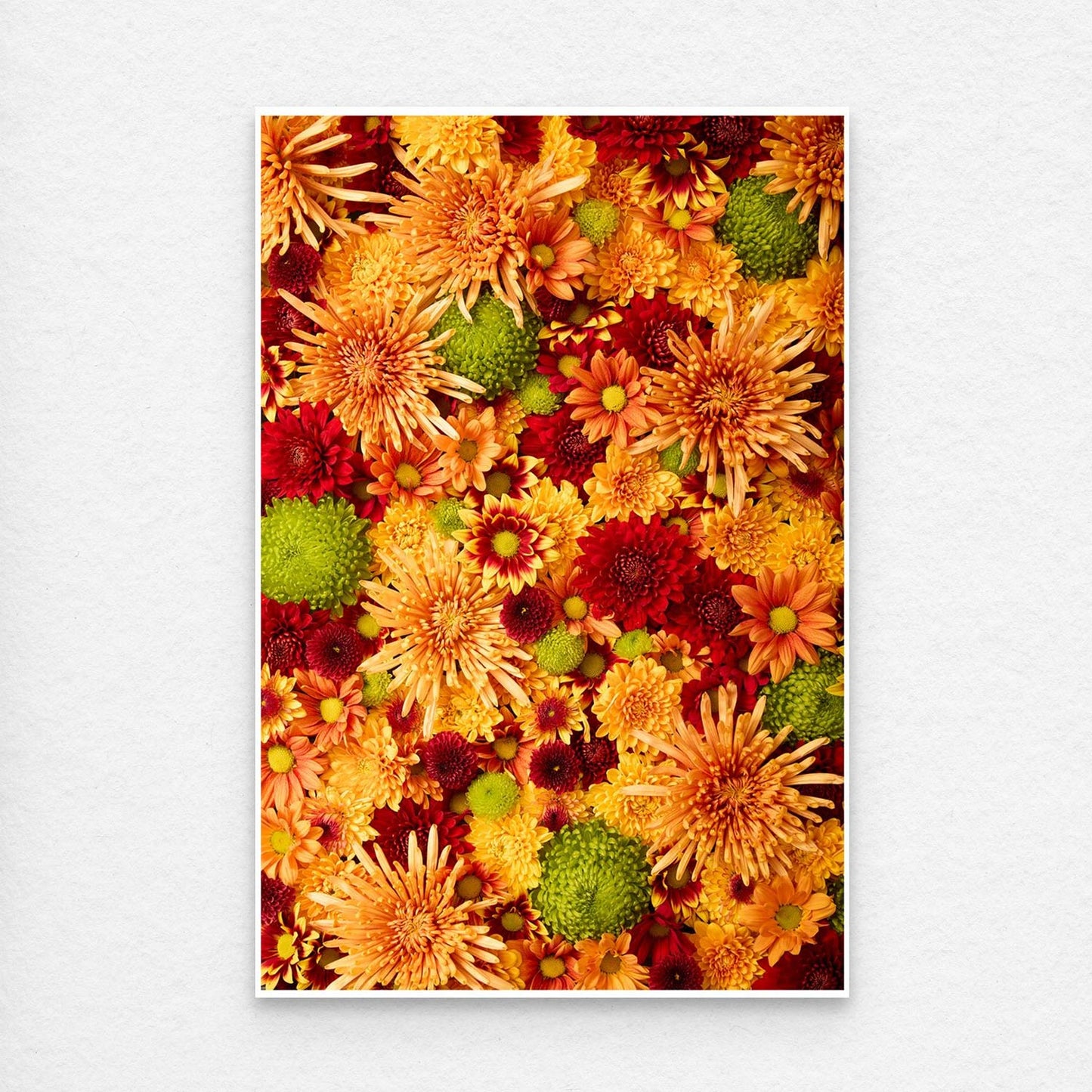 The fine art print Chrysanthemum Bed - Autumns Embrace showcases a vibrant floral arrangement of orange, yellow, and red chrysanthemums with green accents is on a white surface and shows the thin white border that all prints come with.