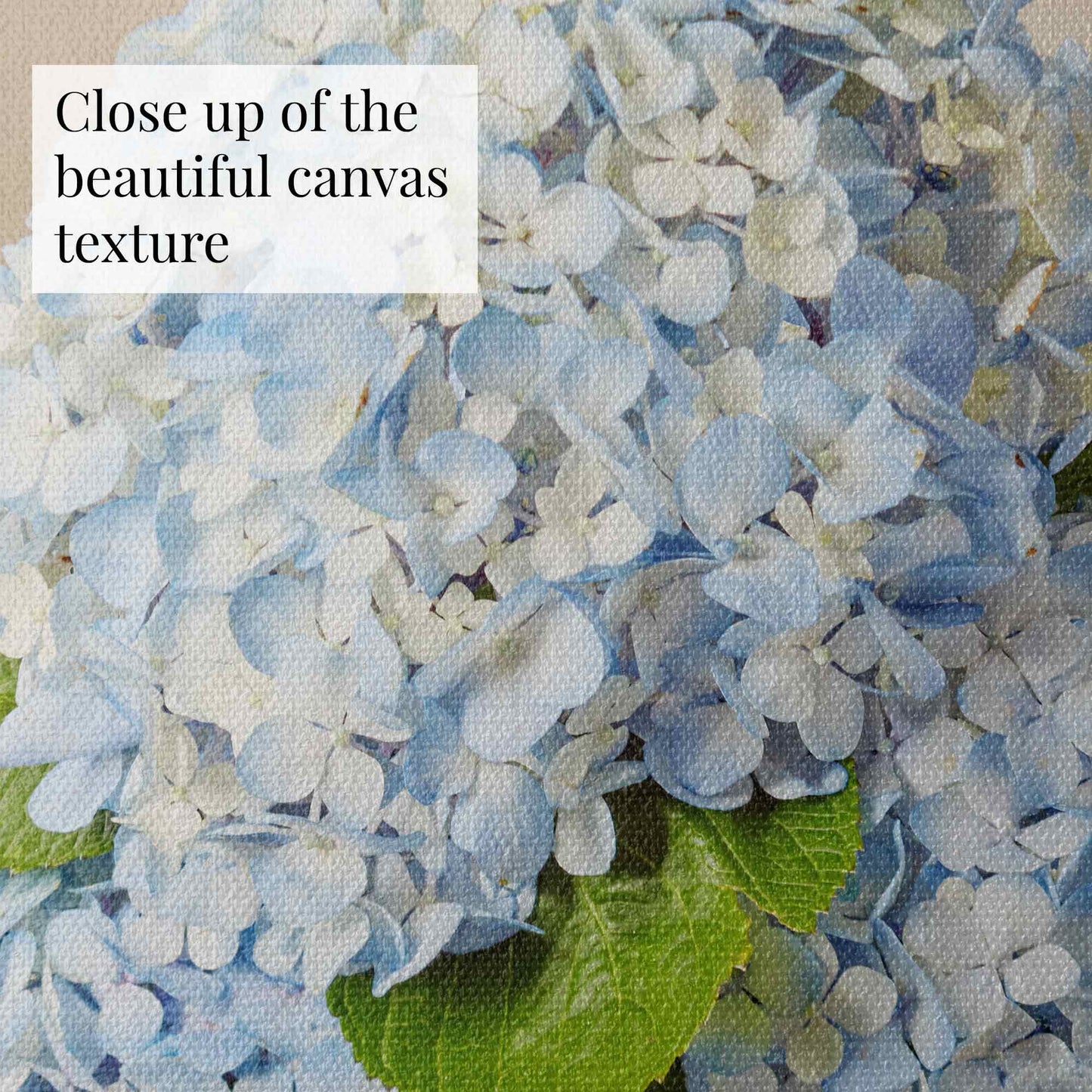 Close-up of light blue hydrangea flowers with green leaves from the Dreaming of Something Blue canvas, Text overlay reads - close up of the beautiful canvas texture.