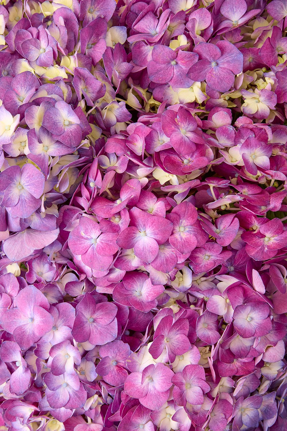 A close-up of vibrant purple hydrangea flowers clustered together, titled Hydrangea Bed - Purple Radiance, highlights their delicate petals and subtle color variations.