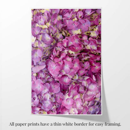 The Hydrangea Bed - Purple Radiance print showing one edge curling up with text below saying that all paper prints have a thin white border for easy framing.