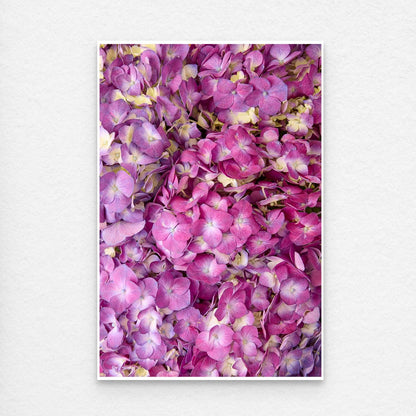 The Hydrangea Bed - Purple Radiance art print beautifully features a vibrant array of purple hydrangea flowers with delicate petals, densely packed for a lush and colorful display against a softly textured off-white background. Print is showing a thin white border.