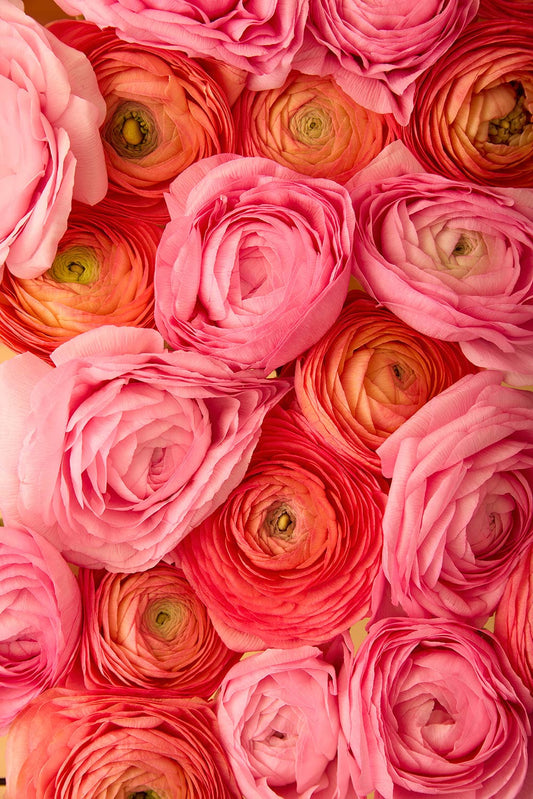 Layers of Love features a tightly arranged close-up of pink, orange, and coral ranunculus flowers, showcasing intricate petal patterns and a vibrant display of shades and textures.