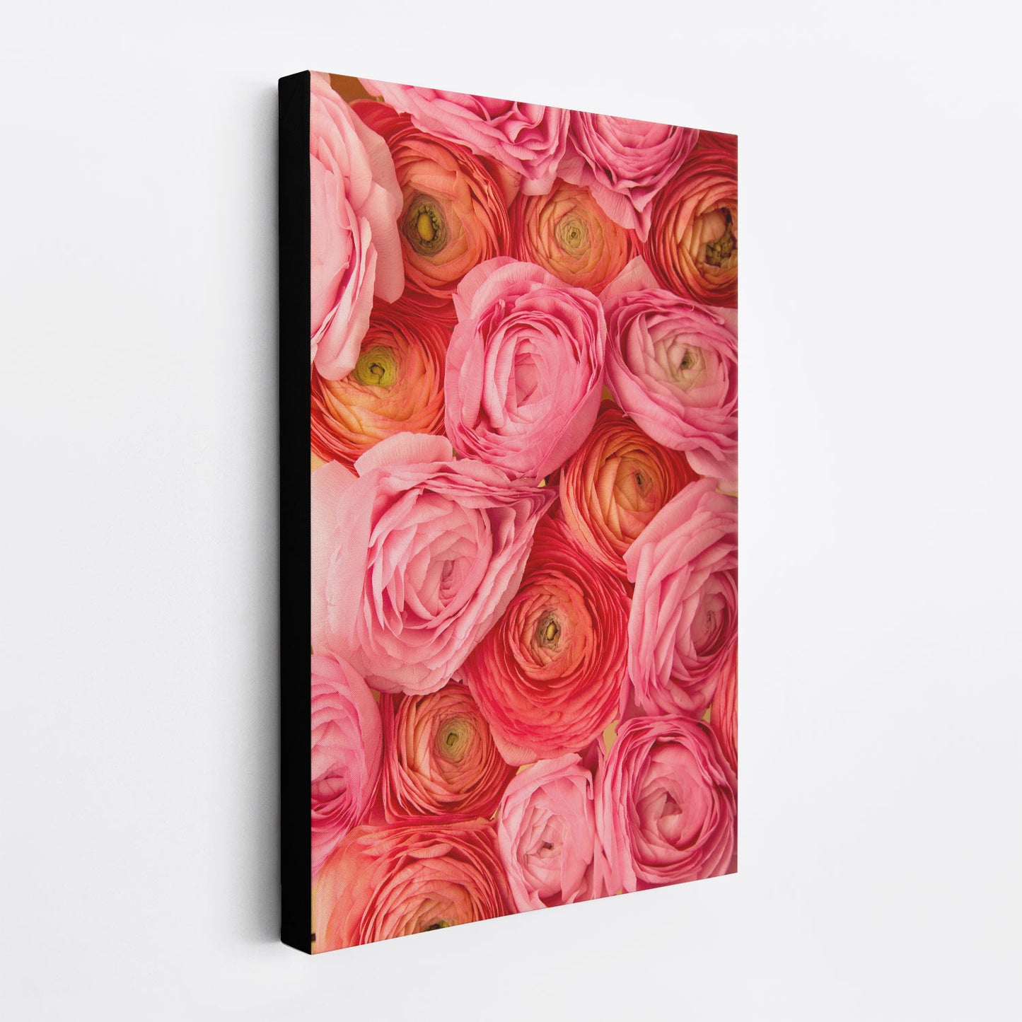 Side view of the Layers of Love canvas wall art features a vivid close-up of pink, coral, and orange ranunculus flowers with lush, layered petals. Mounted on a white wall, it shows the 1.5 inch black edge of the canvas giving it the appearance of floating off the wall.