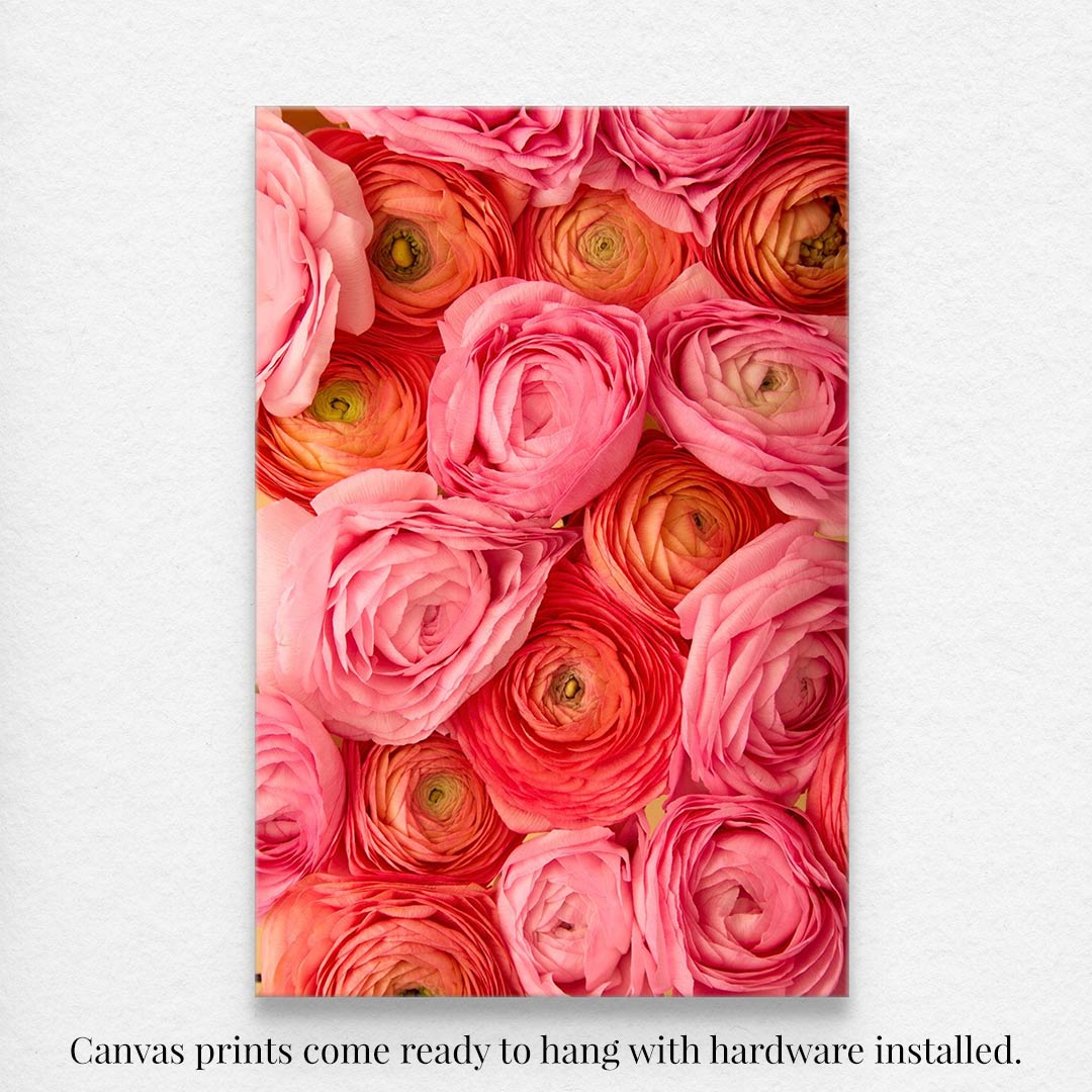 The Layers of Love canvas wall art features vibrant pink, coral, and orange ranunculus flowers in full bloom, arranged closely together. It comes ready to hang with hardware installed.