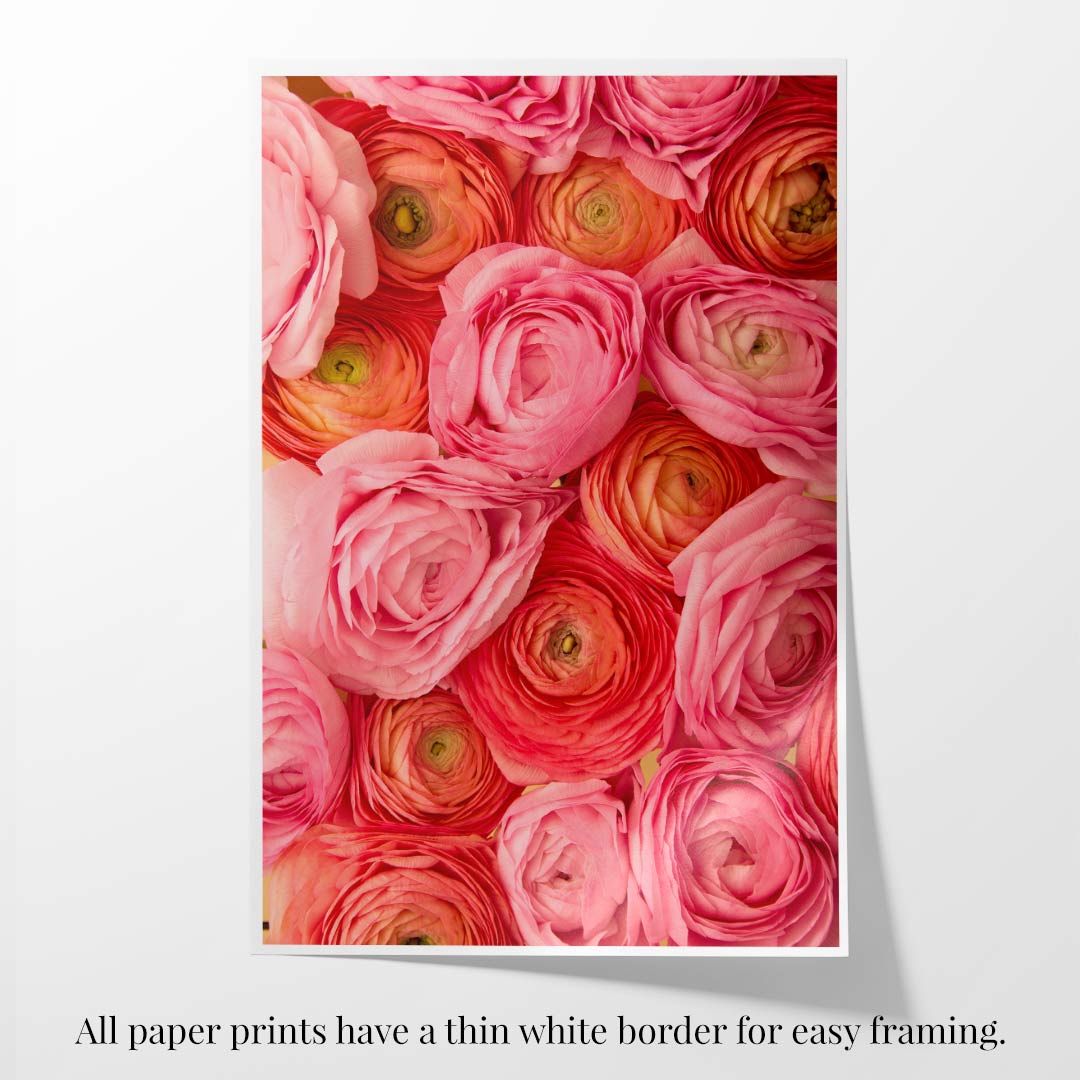 Layers of Love paper print features vibrant pink, coral, and orange ranunculus with green centers. Shown vertically on a white surface with a thin white border for easy framing.