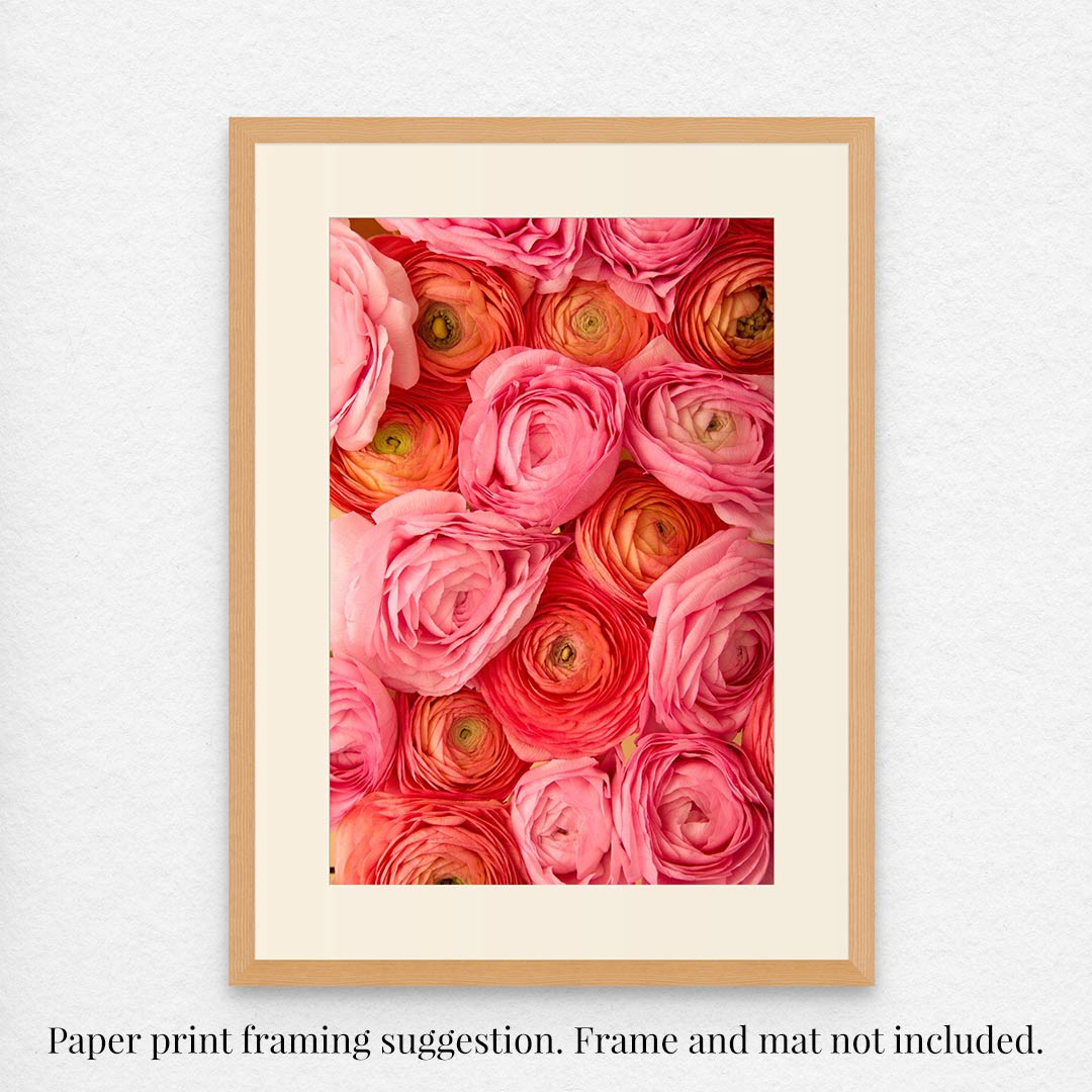 The Layers of Love paper print, showcasing pink and orange ranunculus flowers, with a cream mat and a thin, modern wood frame, decorates a white wall. A note below suggests framing options: Paper print framing suggestion. Frame and mat not included.