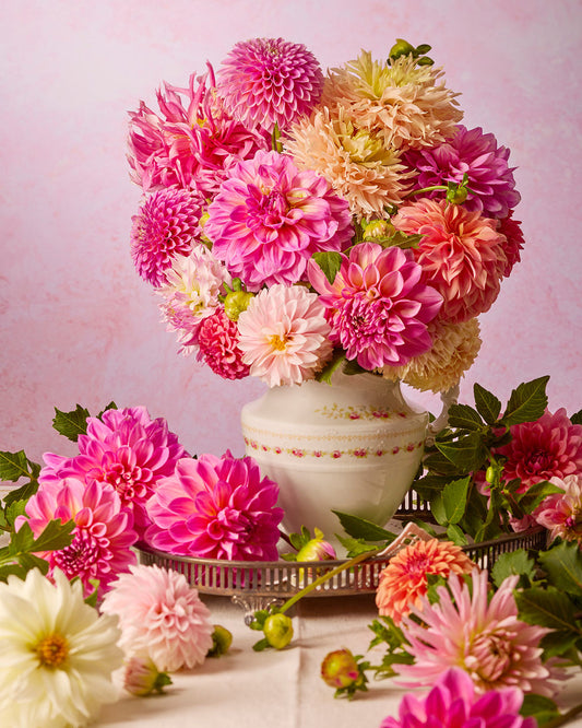 The Summer Afternoon bouquet, featuring vibrant pink, cream, and peach dahlias in a vintage porcelain pitcher, graces the table amid loose blooms on a soft pink background that beautifully enhances the floral display. Available as paper and canvas prints.