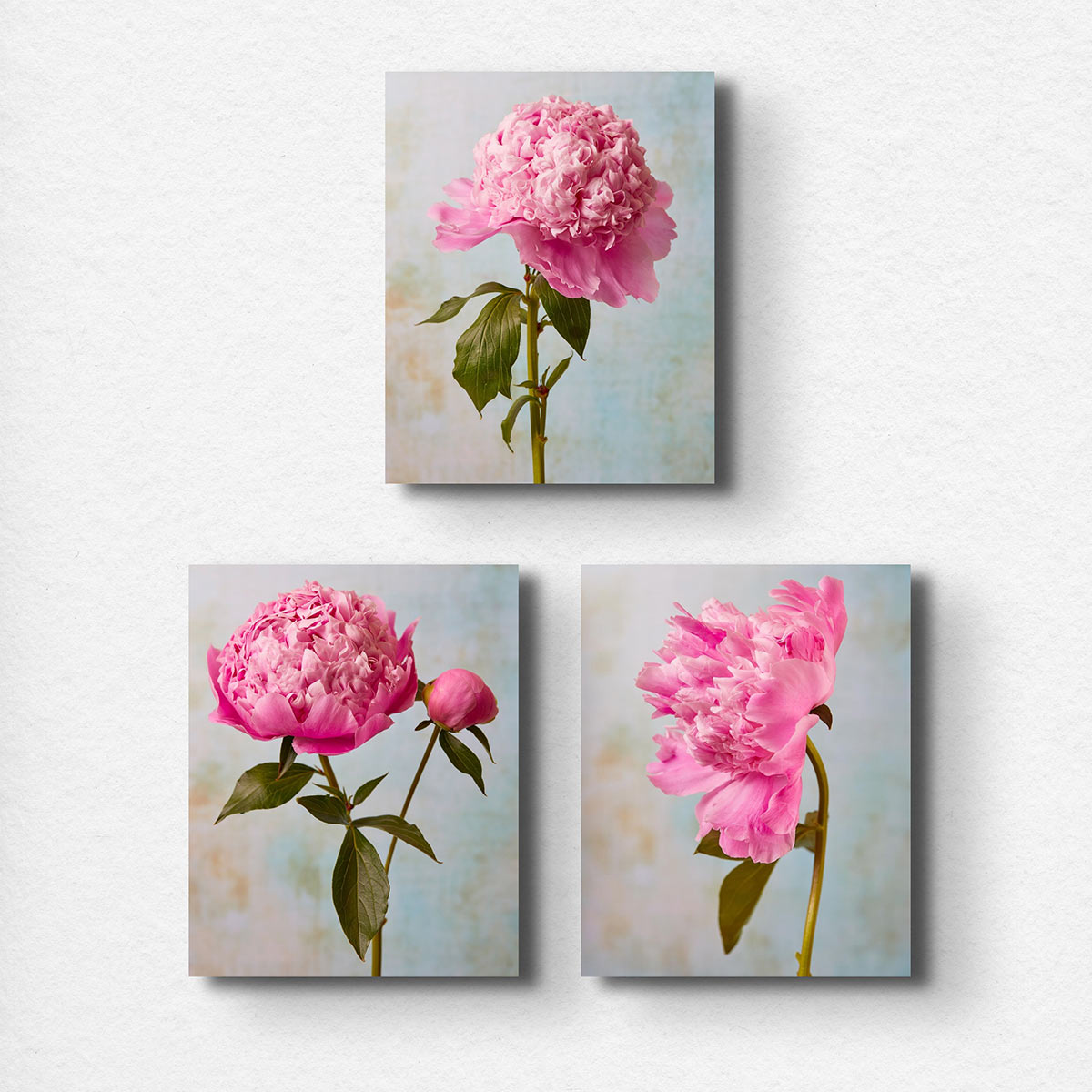 Three images from the Peony Sister Portraits - 3 Piece set feature pink Sarah Bernhardt peonies on a light blue and beige background: a top image of a full bloom, bottom left with a bloom and bud conveying romance, and bottom right detailing the collections side view.