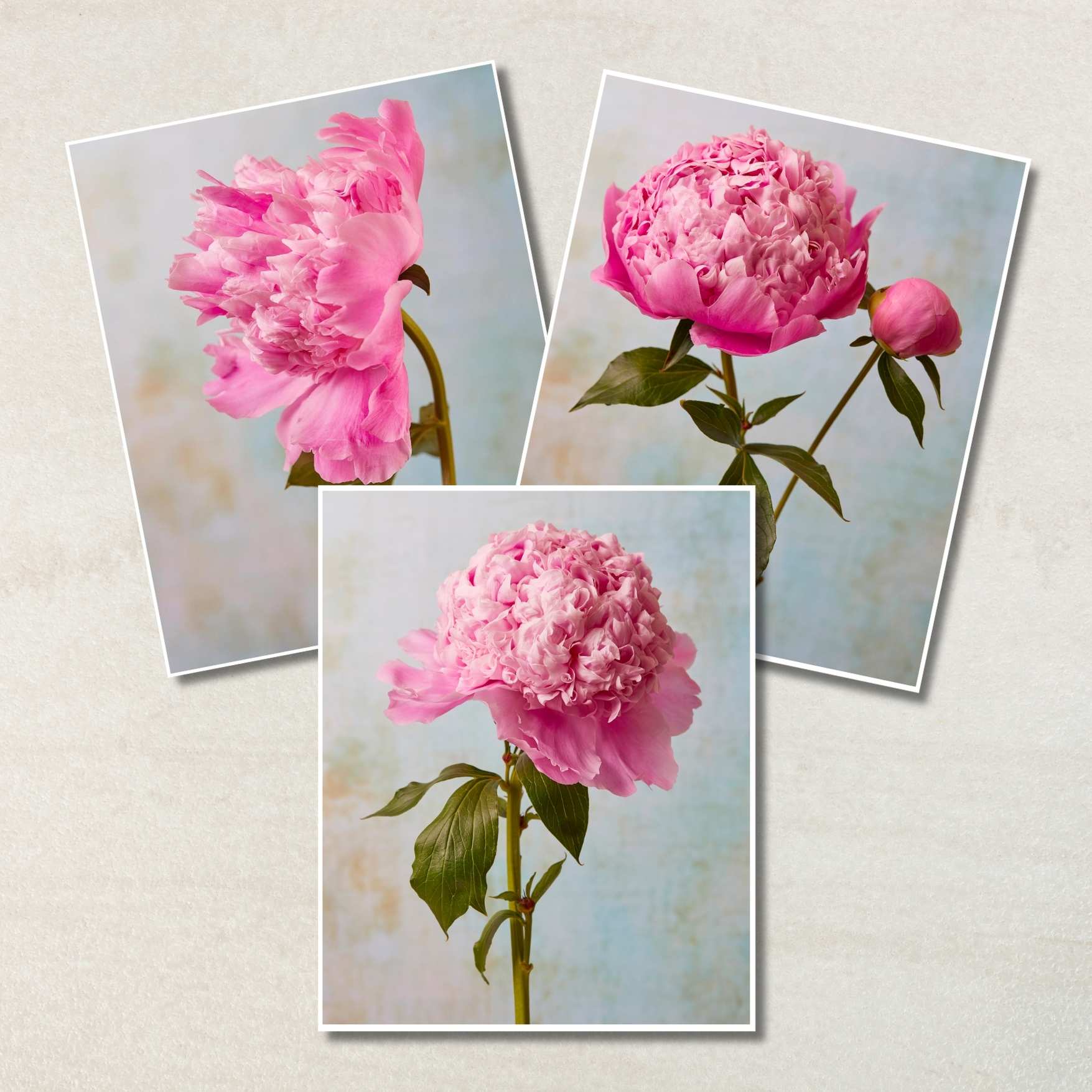 Three photos of exquisite Sarah Bernhardt peonies from the Peony Sister Portraits - 3 Piece, featuring ruffled petals in full bloom with green leaves on a light vintage-style background; one image includes a delicate bud.