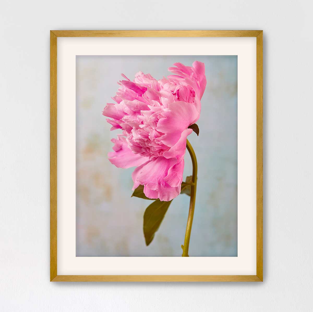 A framed photograph of a single, vibrant pink peony flower in full bloom.