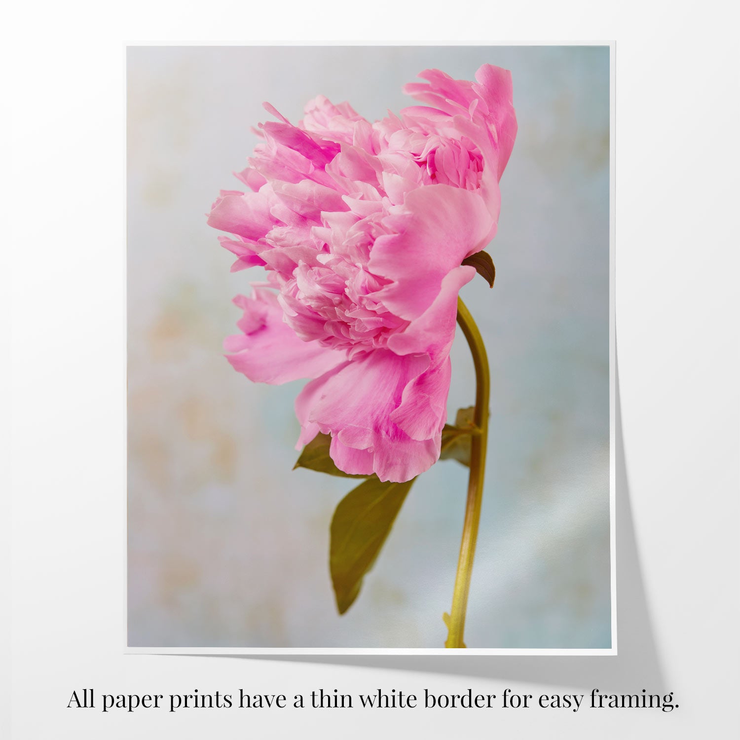 A Sarah Bernhardt peony photo from the Peony Sister Portraits - 3 Piece collection, set against a soft blurred background. It features a thin white border for easy framing and is slightly tilted, evoking timeless romance.